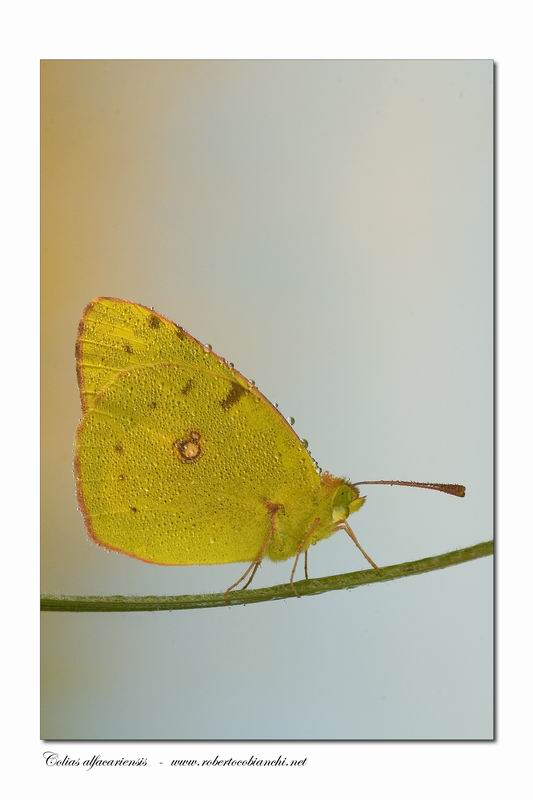 Colias sp.